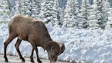 Idaho Man Fined $10,000 For Taking Roadkilled Sheep Head Off Montana Highway