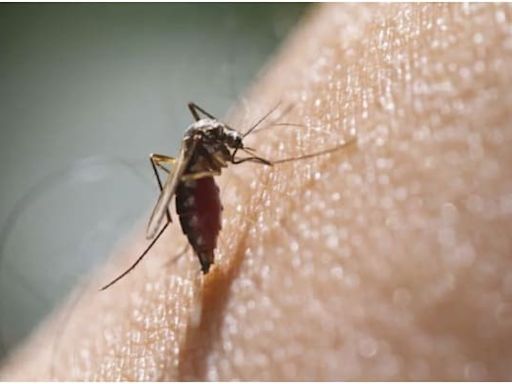 13-Year-Old Boy Dies Due To Dengue In Karnataka Amid Spike In Cases