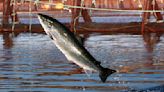 Opinion: The great salmon gamble — how Canada’s push for land-based aquaculture foundered