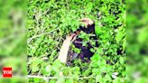 Case filed over illegal felling of 16 sheesham trees in Sahastradhara | Dehradun News - Times of India