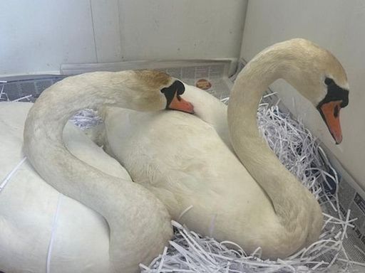 Southampton: Swan 'widowed' after mate shot bonds with rescuee