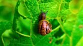 Stop slugs from destroying plants with two cheap but effective kitchen staples