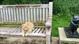Ginger cat loves sitting beneath Garfield memorial