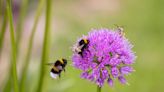 Spruce up your garden with these plants to help our pollinators