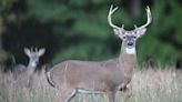 Conservation Corner: Two days conducting dental examinations on whitetail deer