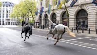 London horses: Too early to know if Cavalry horses will return to duty