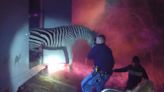 Indiana Officers Save Zebras, Camels, and a Horse Belonging to Circus from 'Risky' Highway Fire