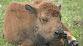 Earth Day and signs of spring ’24 arrive at the Pawnee Bill Ranch