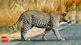 Woman killed in car accident while avoiding leopard | Hyderabad News - Times of India