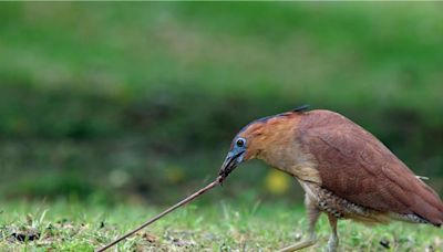 黑冠麻鷺出鏡率高 狂被問「這是什麼鳥」成別名 - 生活