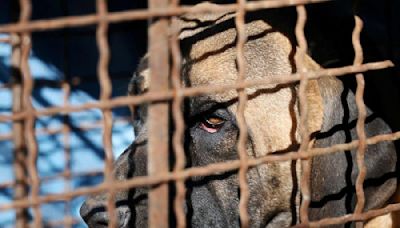 466,000 dogs raised for food, South Korea to compensate dog farmers before ban begins