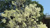 Sally Scalera: These flowering trees can provide shade and color to your Brevard landscape