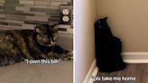 Internet in stitches over 2 cats' very different reactions to owner moving