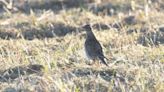 Skylark nests 'potentially destroyed' by mowing