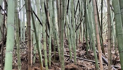 嘉義鄒族特富野部落原始生態豐富 (圖)