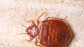 Are bed bugs making a comeback? How to identify risks and avoid an infestation