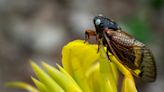 Rare blue-eyed cicada spotted during 2024 emergence: photos