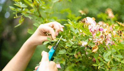 Guide to Deadheading Flowers: When and How to Deadhead to Keep the Blooms Coming