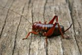 Parktown prawn