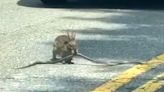 Watch: Rabbit's brawl with snake brings South Carolina traffic to a halt