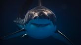 Great white sharks are hanging out in the twilight zone and scientists don't know why