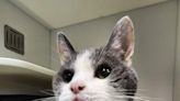 Jay Jay is this week's Featured Furry Friend from the Cleveland APL! | Newsradio WTAM 1100 | Cleveland Pets