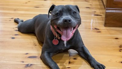 Adorable Staffordshire Terrier's Love of Shipping Trolley is Too Pure