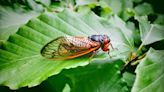 Can cicadas bite? How to prepare when 'trillions' are expected to descend this summer