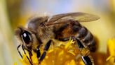 Q&A: Alberta may have lost 30 per cent of its bee colonies last winter