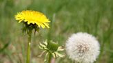 Gardeners 'banned' from weeding in May after stark warning from experts