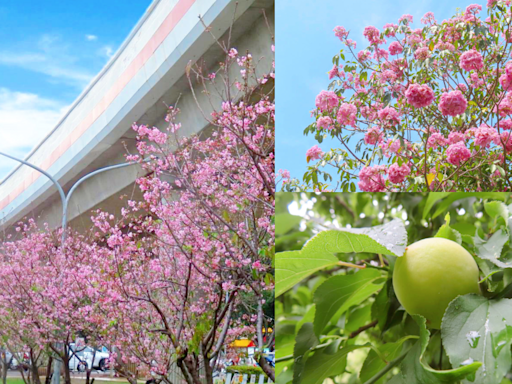 搭捷運來賞花！北投300株粉嫩富士櫻盛開、周邊青梅＆風鈴木一次看 - 玩咖Playing - 自由電子報