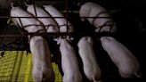 Exclusive-World animal health body warns of swine fever vaccine risks as Vietnam readies exports