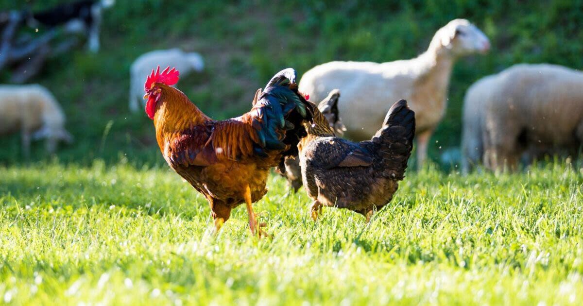 Flock of chickens terrorises residents of sleepy English town