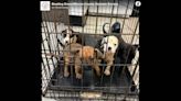 Puppies found in rusty crate in Pizza Hut dumpster. Now they get a second chance