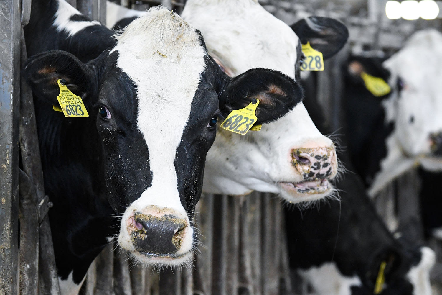 Research on bird flu in cows shows how efficiently it has spread among mammals