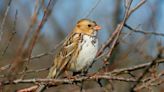 Winter is a ‘critical time’ to fill your Kansas bird feeder. But don’t miss this step