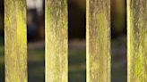 Remove green stains from fence with genius item - no vinegar or pressure washer
