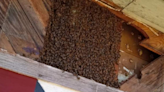 Aggressive Africanized bees found in St. Clair County