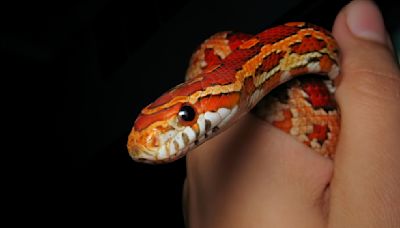 8 Best Pet Snakes for Beginners (Plus Care Tips)