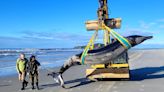 World's rarest whale washes up on New Zealand beach