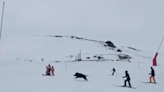 Rogue Pig Spotted Sprinting Past Skiers At French Resort