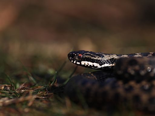 Habitat loss for venomous snakes could attract them to unprepared parts of the world amid climate change, study finds
