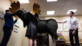 Moose out the way: Giant draws stares in Capitol complex