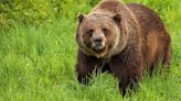 Federal agencies approve North Cascades grizzly restoration