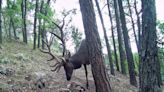 How many kinds of deer are there? | ECOVIEWS