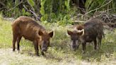 Louisiana men arrested for fraud after winning hog-hunting contests