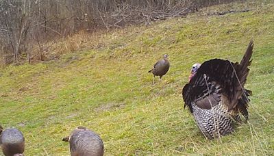 The mysterious language of the hen turkey seems to evolve over time: Outdoors column