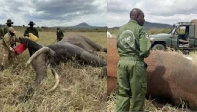 Watch: Alert official heroically saves massive elephant from poacher's poisoned arrow