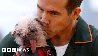 Britain's ugliest dog joins Deadpool & Wolverine stars on red carpet