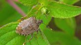 Pequeños jardines en las ciudades aumentan siete veces las especies de insectos